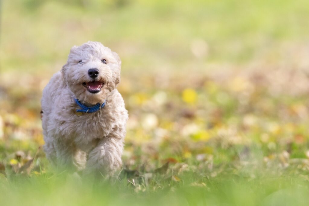 goldendoodle puppies