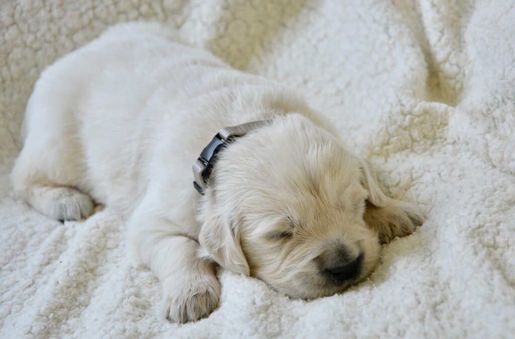 goldendoodle puppy