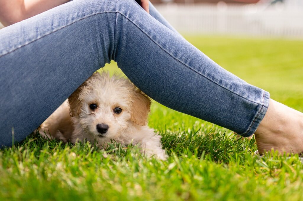 goldendoodles shedding