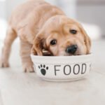 Best dog recipes