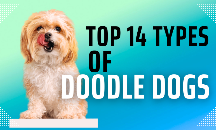 doodle dogs top 14 types