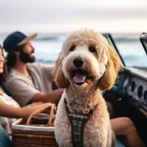 traveling with goldendoodle